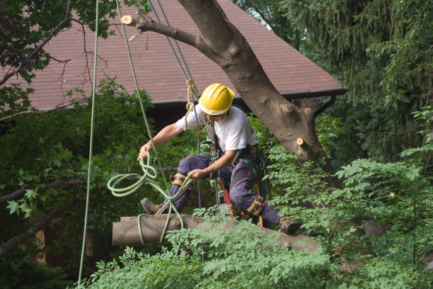 How Our Tree Care Process Works  in  Jennings Lodge, OR